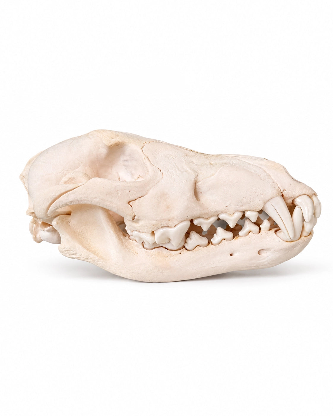 Echte wolfskop