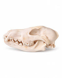 Echte wolfskop