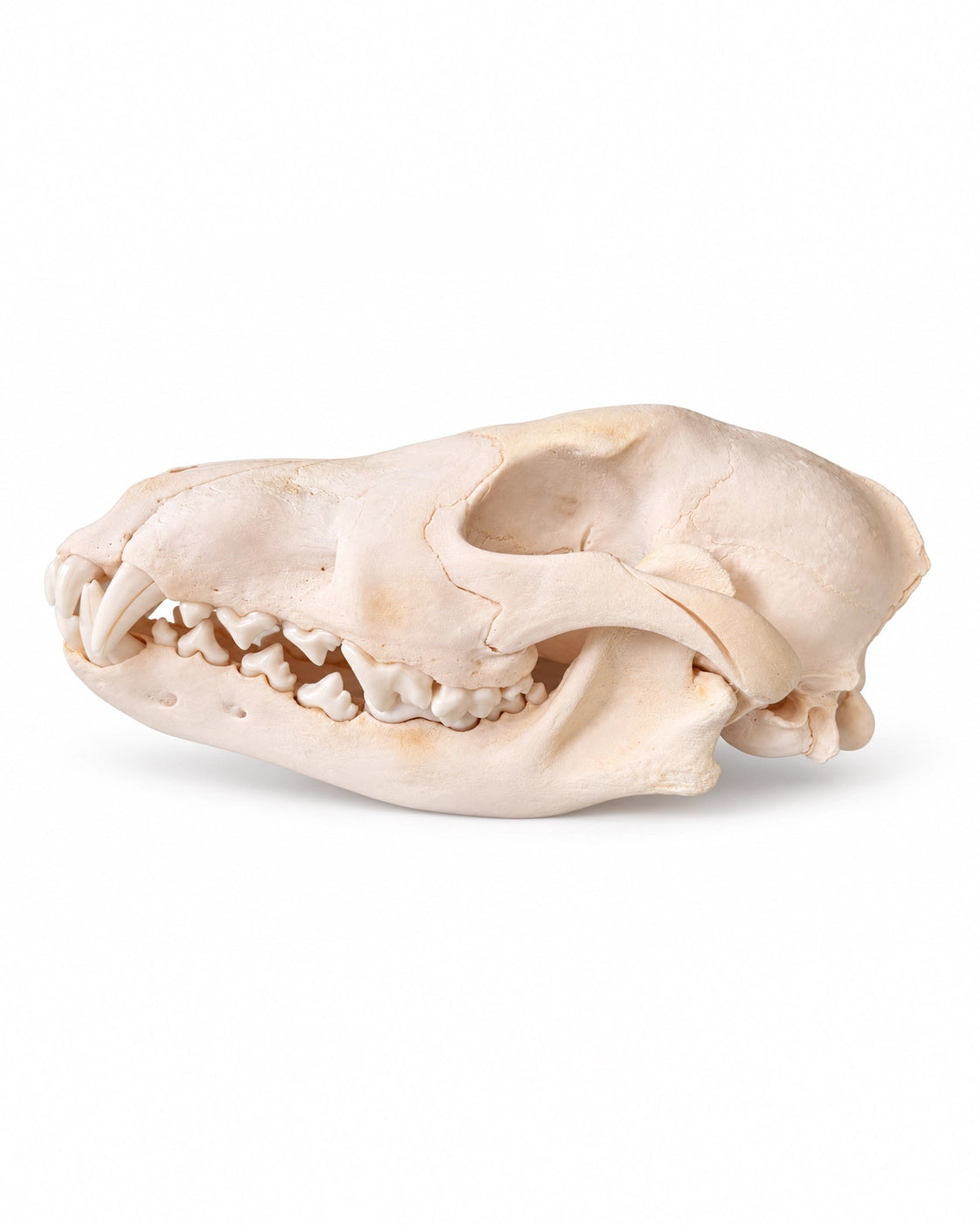 Echte wolfskop