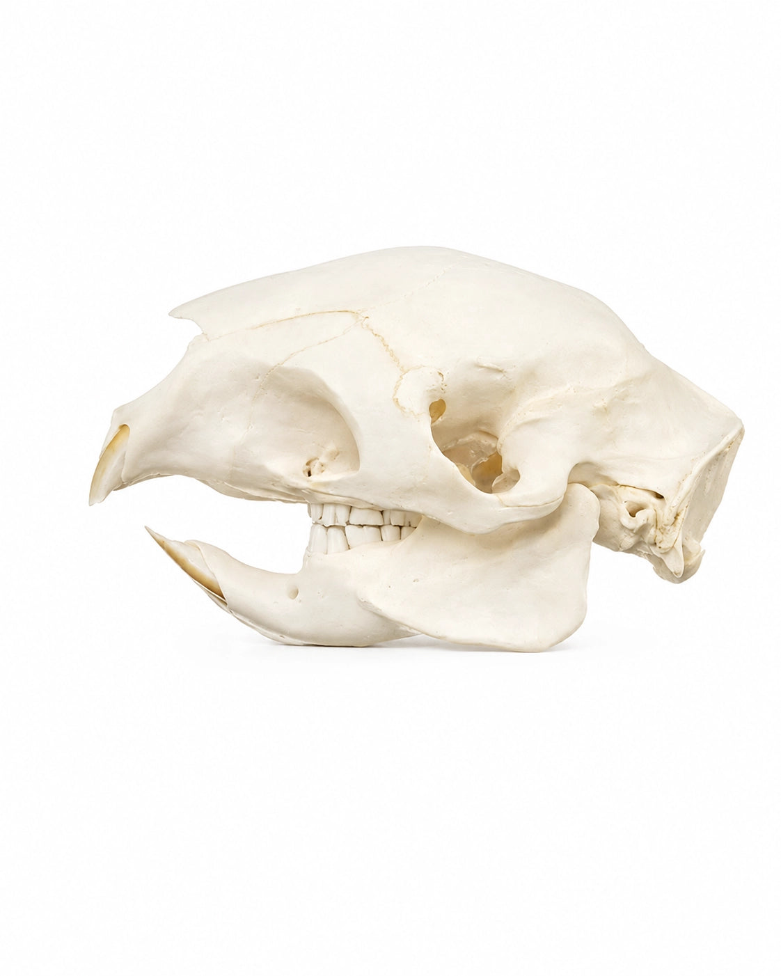 Echter afrikanischer Stachelschwein Schädel kaufen bei SWISskulls