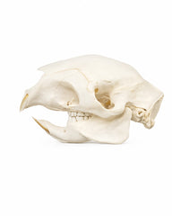 Echter afrikanischer Stachelschwein Schädel kaufen bei SWISskulls