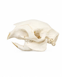 Echter afrikanischer Stachelschwein Schädel kaufen bei SWISskulls