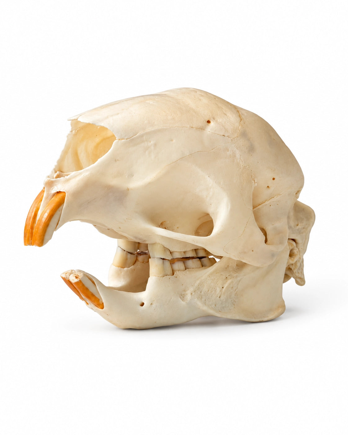 Nagerschädel schräg von oben mit sichtbarer Nasenöffnung und orangefarbenen Schneidezähnen