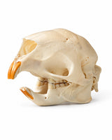 Nagerschädel schräg von oben mit sichtbarer Nasenöffnung und orangefarbenen Schneidezähnen