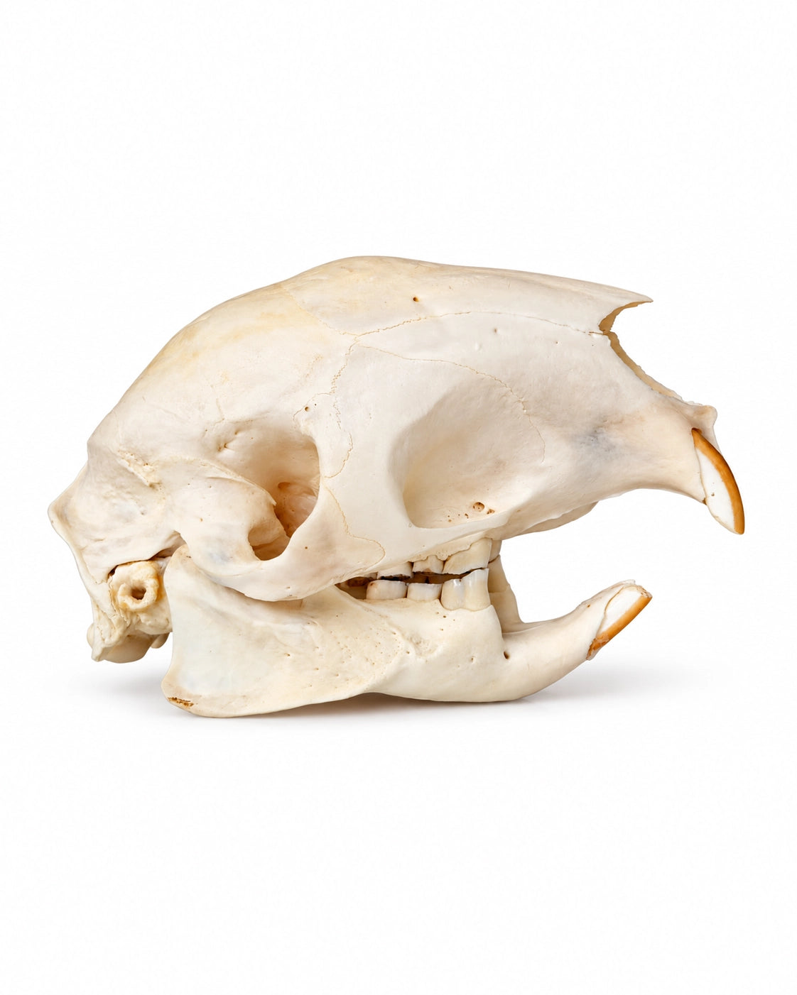 Seitliche Ansicht eines Nagerschädels mit Unterkiefer, Augenhöhle und orangefarbenen Schneidezähnen