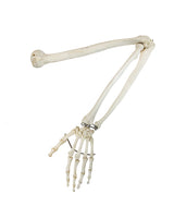 Echter menschlicher Arm – restauriertes anatomisches Knochenpräparat mit Ober- und Unterarmknochen