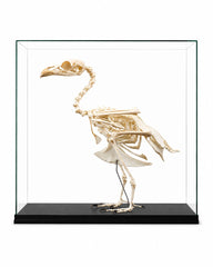 Echtes, professionell präpariertes Auerhuhn Skelett (Tetrao urogallus) mit vollständig erhaltener Knochenstruktur und detailreicher anatomischer Darstellung.