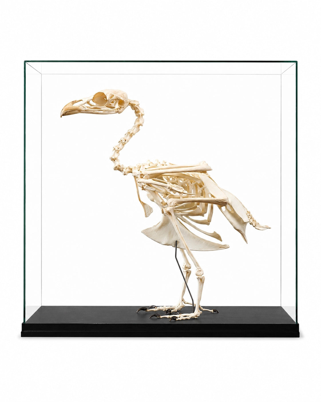 Echtes, professionell präpariertes Auerhuhn Skelett (Tetrao urogallus) mit vollständig erhaltener Knochenstruktur und detailreicher anatomischer Darstellung.