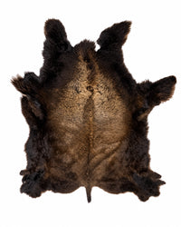 Echtes Bisonfell mit dichter, flauschiger Wolle als hochwertige Naturdekoration für Wohnräume und Sammlungen.