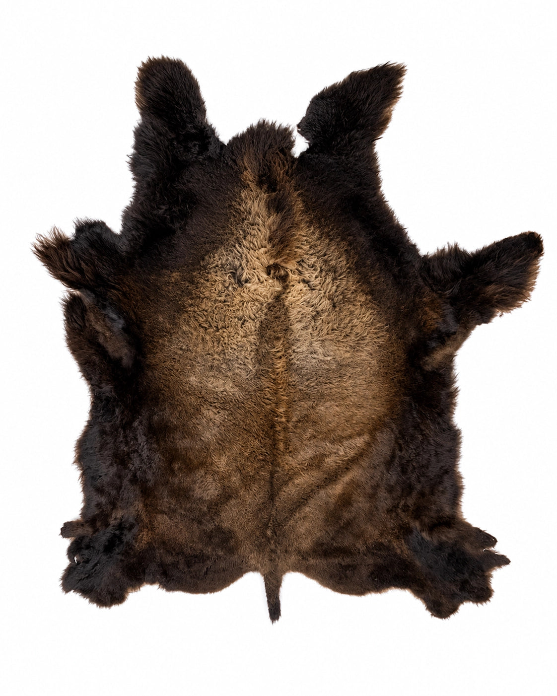 Echtes Bisonfell mit dichter, flauschiger Wolle als hochwertige Naturdekoration für Wohnräume und Sammlungen.