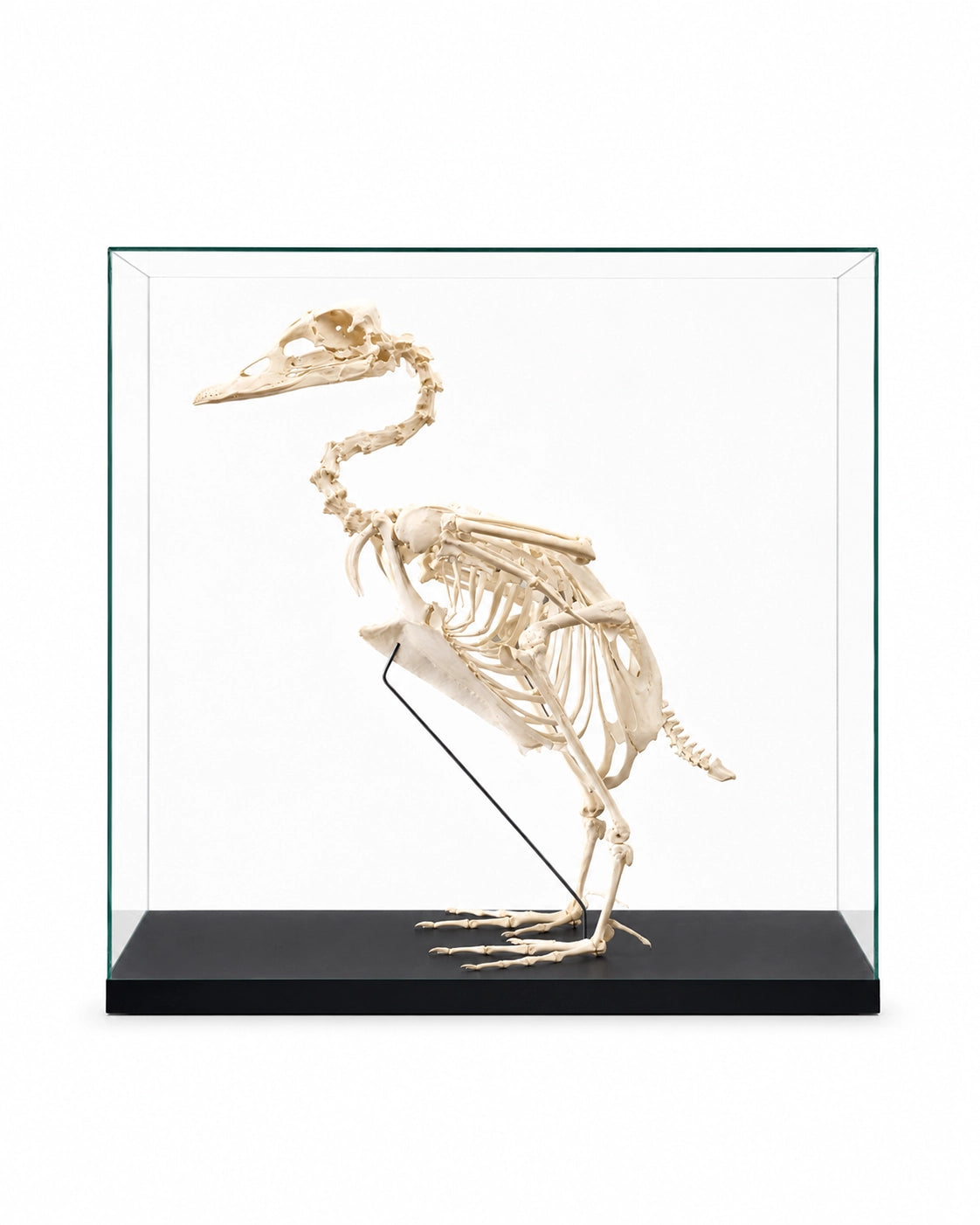 Echtes, professionell präpariertes Skelett der Falklanddampfschiffente (Tachyeres patachonicus) mit vollständig erhaltener Knochenstruktur und detaillierter anatomischer Ausarbeitung.