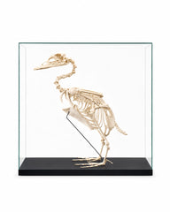 Echtes, professionell präpariertes Skelett der Falklanddampfschiffente (Tachyeres patachonicus) mit vollständig erhaltener Knochenstruktur und detaillierter anatomischer Ausarbeitung.