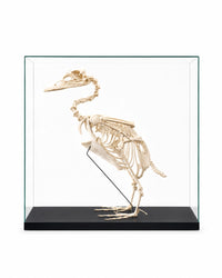 Echtes, professionell präpariertes Skelett der Falklanddampfschiffente (Tachyeres patachonicus) mit vollständig erhaltener Knochenstruktur und detaillierter anatomischer Ausarbeitung.