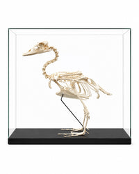 Echtes Falklanddampfschiffente Skelett (Tachyeres patachonicus) – hochwertig präpariertes Naturpräparat mit detaillierter Anatomie für Sammlung, Forschung und Lehre.