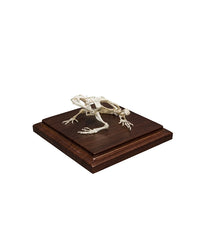 Echtes Frosch Skelett