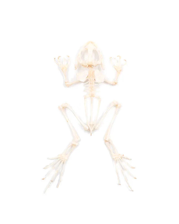 Echtes Frosch Skelett