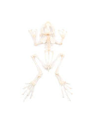 Echtes Frosch Skelett