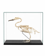Echtes, professionell präpariertes Gänsesäger Skelett (Mergus merganser) mit vollständig erhaltener Knochenstruktur und detaillierter anatomischer Darstellung.