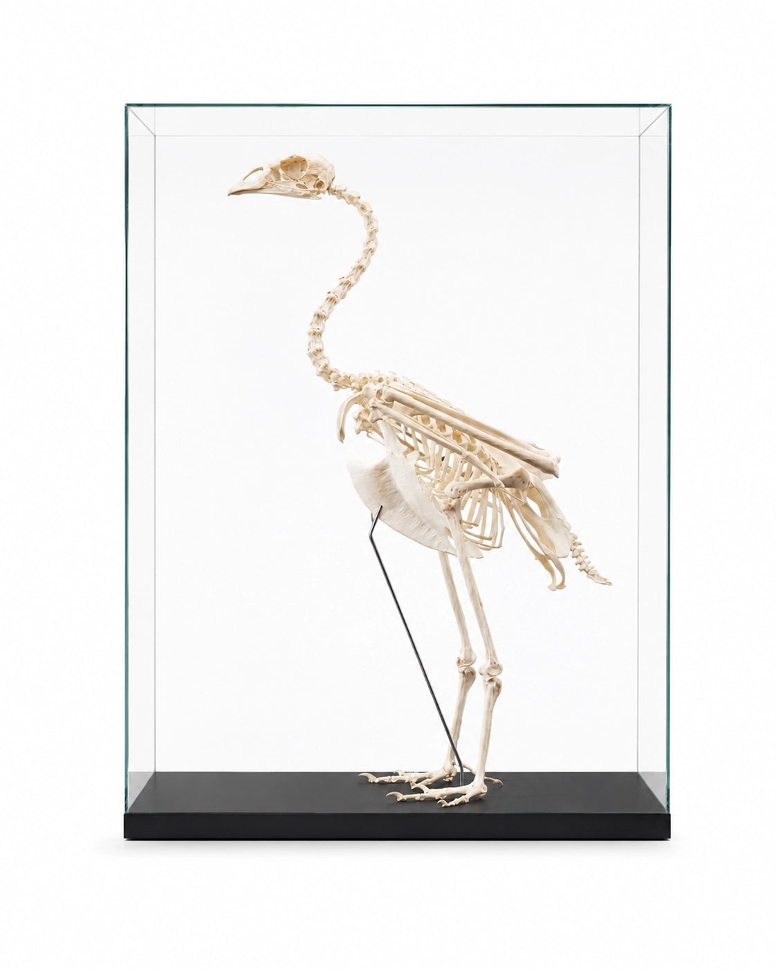 Echtes, professionell präpariertes Graugans Skelett (Anser anser) mit vollständig erhaltener Knochenstruktur und detailliert sichtbarer Anatomie.
