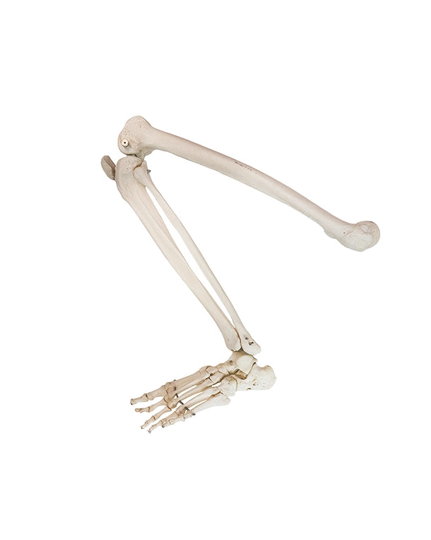 Echtes Menschliches Bein