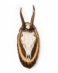 Reh-Trophäe auf traditionellem Akazienschild aus Holz zur stilvollen Präsentation einer Rehbock-Trophäe