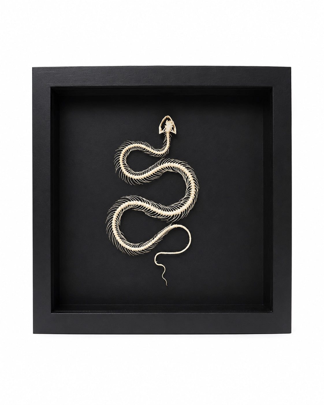 Véritable squelette de serpent (dans une boîte)