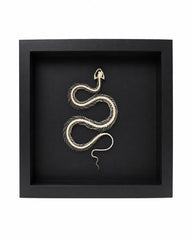Véritable squelette de serpent (dans une boîte)