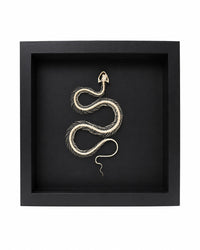 Véritable squelette de serpent (dans une boîte)