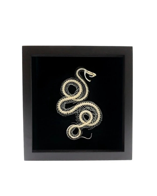 Echtes Schlangenskelett (in Box)