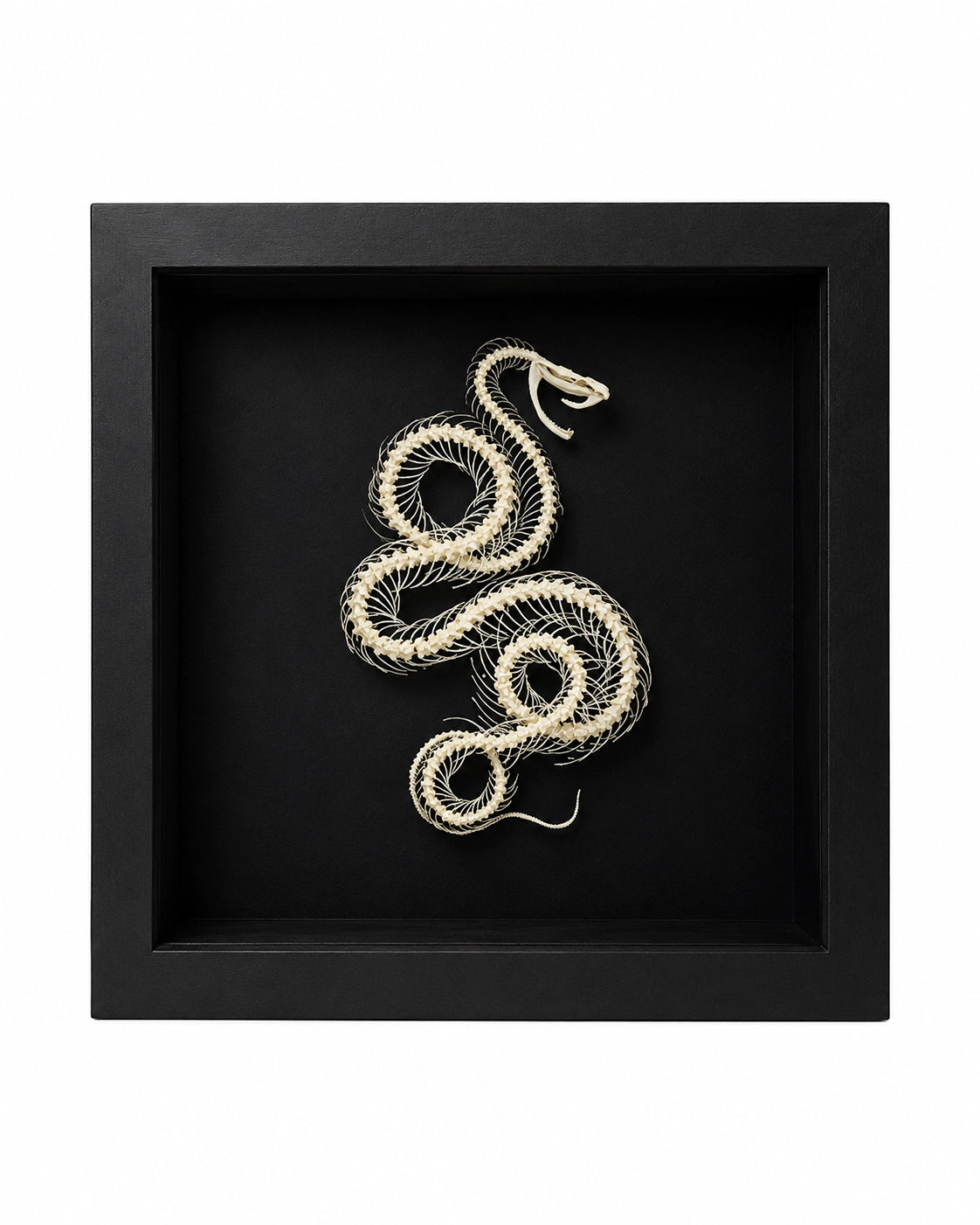 Véritable squelette de serpent (dans une boîte)