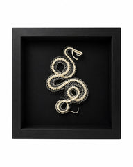 Véritable squelette de serpent (dans une boîte)