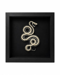 Véritable squelette de serpent (dans une boîte)