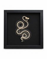 Trimeresurus albolabris – Schlangenskelett mit gewundener Wirbelsäule auf schwarzem Hintergrund.