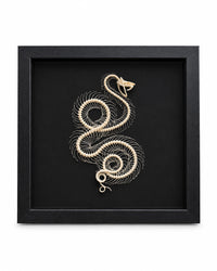 Trimeresurus albolabris – Schlangenskelett mit gewundener Wirbelsäule auf schwarzem Hintergrund.