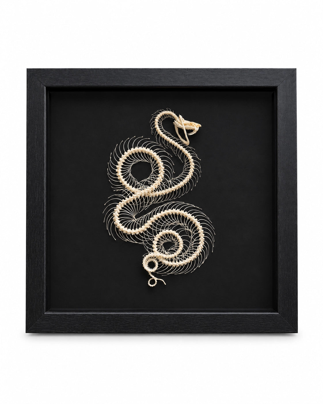 Trimeresurus albolabris – Schlangenskelett mit gewundener Wirbelsäule auf schwarzem Hintergrund.