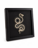 Schwarze Präsentationsbox mit Trimeresurus-albolabris-Skelett – seitliche Ansicht.