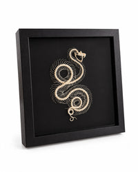 Schwarze Präsentationsbox mit Trimeresurus-albolabris-Skelett – seitliche Ansicht.