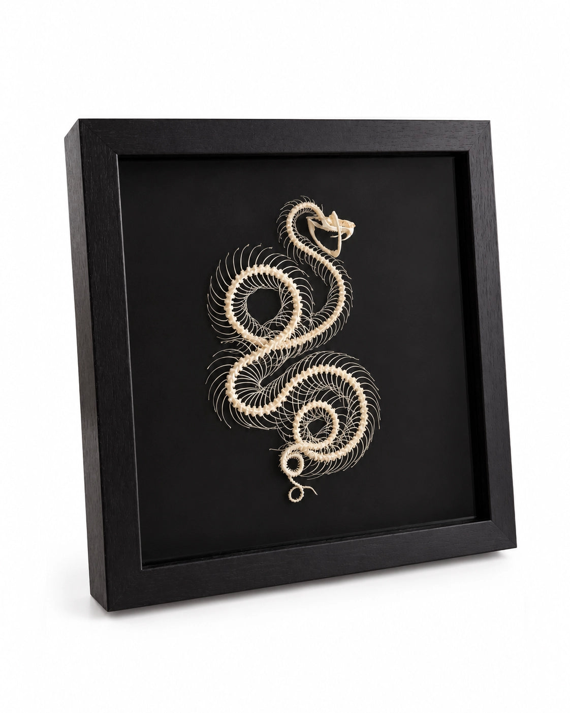 Schwarze Präsentationsbox mit Trimeresurus-albolabris-Skelett – seitliche Ansicht.