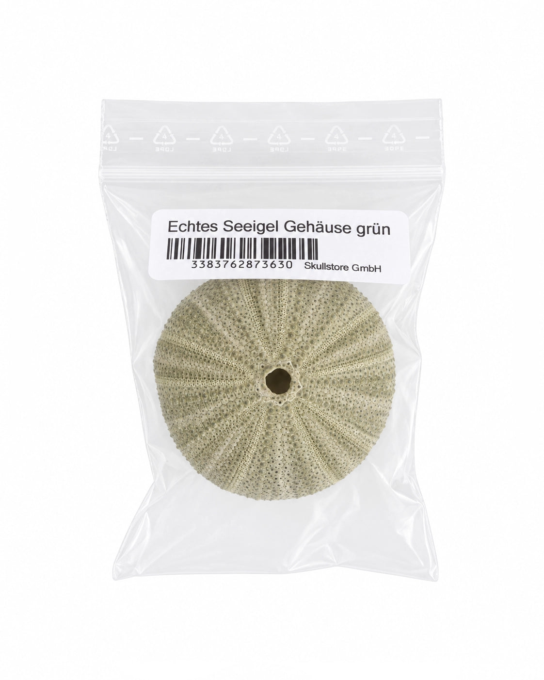 Echtes Seeigel Gehäuse grün