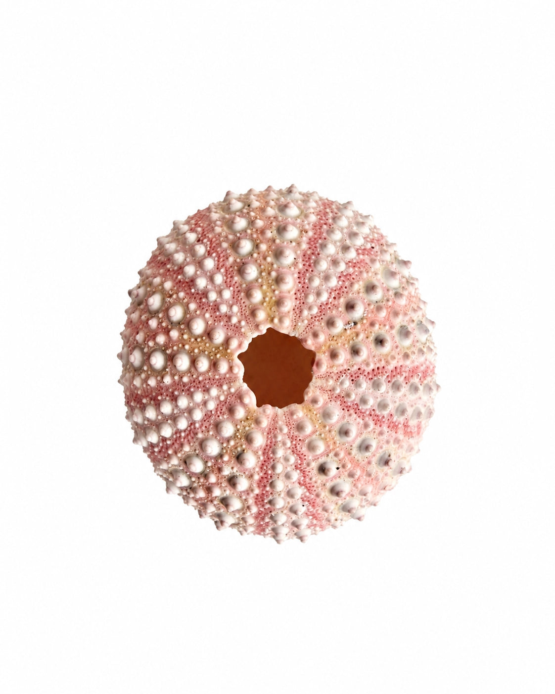 Echtes Seeigel Gehäuse rosa