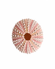 Echtes Seeigel Gehäuse rosa