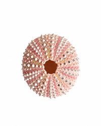 Echtes Seeigel Gehäuse rosa
