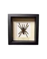Präparierte Vogelspinne in schwarzer Box mit Glasdeckel, hell hinterlegt und dekorativ präsentiert, Boxgrösse 16×16 cm.