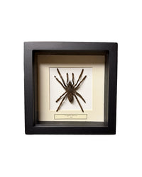 Präparierte Vogelspinne in schwarzer Box mit Glasdeckel, hell hinterlegt und dekorativ präsentiert, Boxgrösse 16×16 cm.