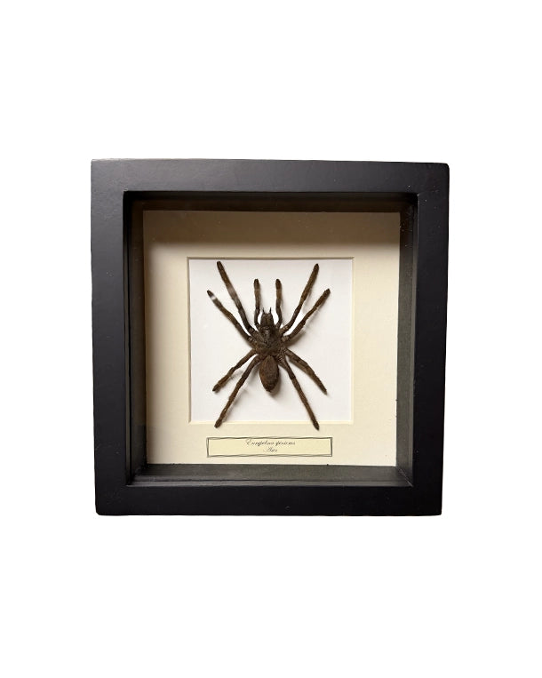 Präparierte Vogelspinne in schwarzer Box mit Glasdeckel, hell hinterlegt und dekorativ präsentiert, Boxgrösse 16×16 cm.