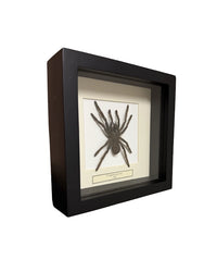 Präparierte Vogelspinne in schwarzer Box mit Glasdeckel, hell hinterlegt und dekorativ präsentiert, Boxgrösse 16×16 cm.