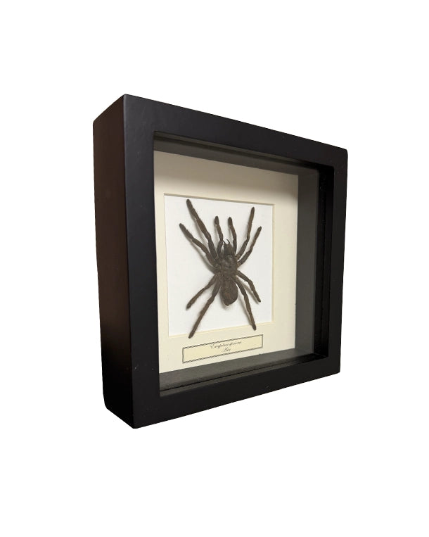 Präparierte Vogelspinne in schwarzer Box mit Glasdeckel, hell hinterlegt und dekorativ präsentiert, Boxgrösse 16×16 cm.
