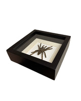 Präparierte Vogelspinne in schwarzer Box mit Glasdeckel, hell hinterlegt und dekorativ präsentiert, Boxgrösse 16×16 cm.