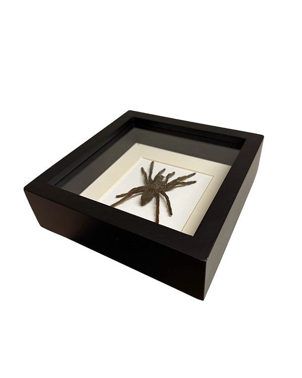 Präparierte Vogelspinne in schwarzer Box mit Glasdeckel, hell hinterlegt und dekorativ präsentiert, Boxgrösse 16×16 cm.