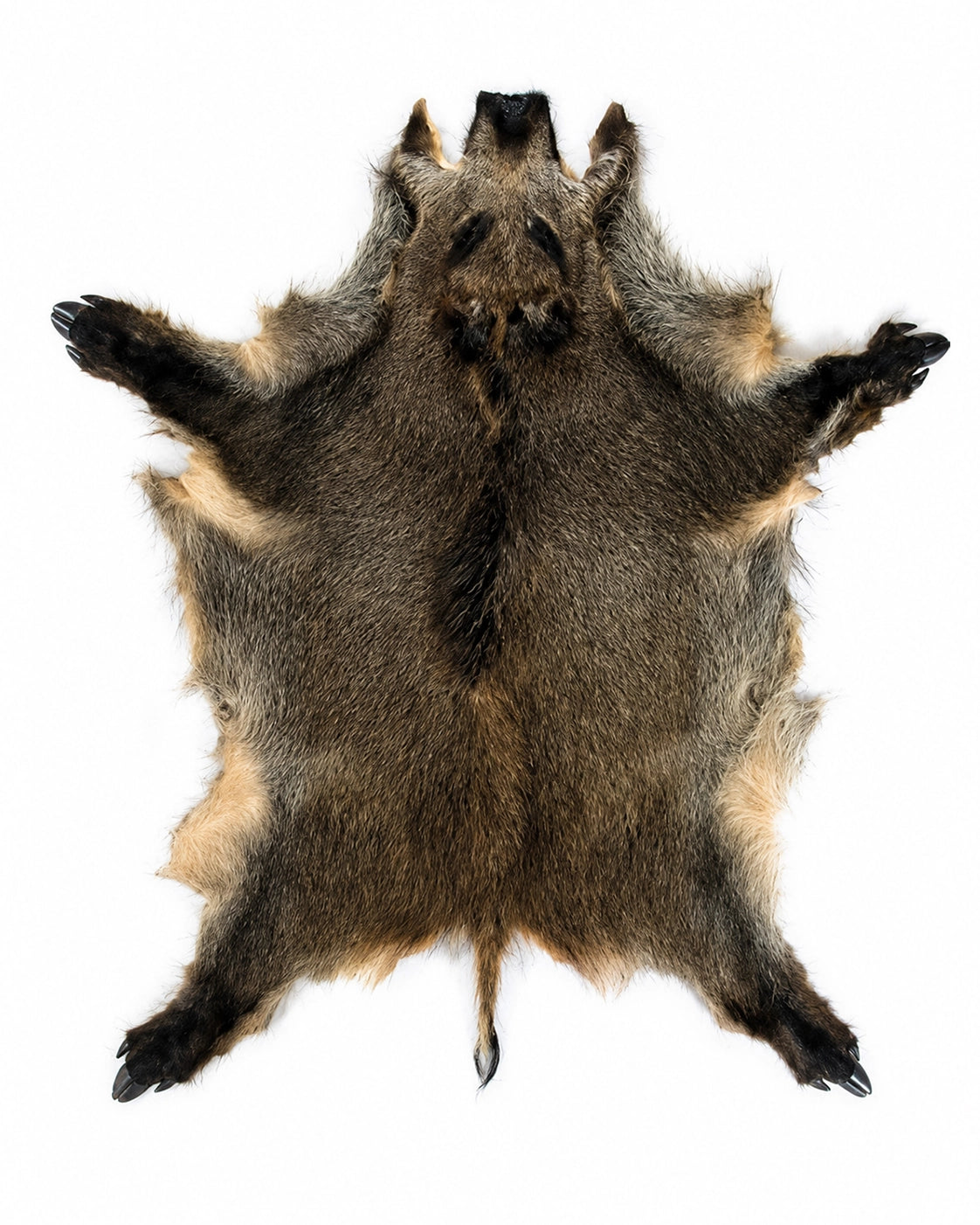 Echtes Wildschweinfell mit natürlicher Fell- und Borstenstruktur für Dekoration, Sammlungen und Naturkunde.